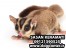 شوگر گلایدر وارداتی از تایلند ، مالزی ، چین 09121390525 - dogpomer.com
