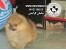 فروش توله پامرانیان های اصیل - 09121390525