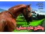 فروش اسب عرب اصیل