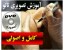 آموزش کامل تاتو جدید از مبتدی تا پیشرفته سریع و آسان