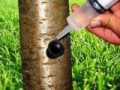 تزریق مستقیم مواد مغذی به تنه درخت - مواد اولیه چربی گیر